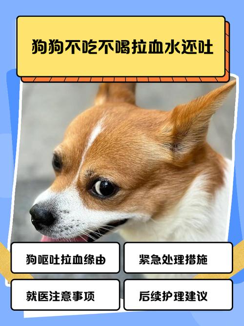 狗狗呕吐、拉血是怎么回事?