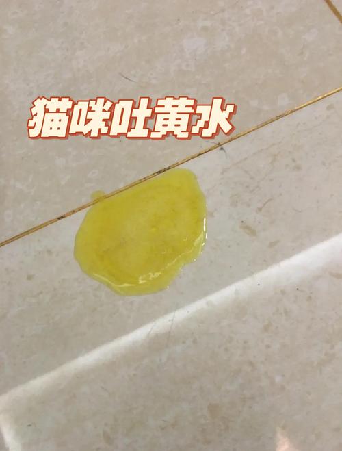 猫感冒了吐黄水