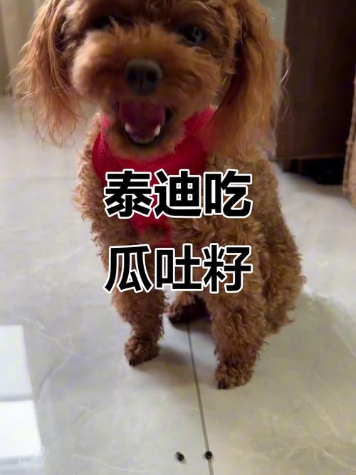 泰迪可以吃西瓜吗