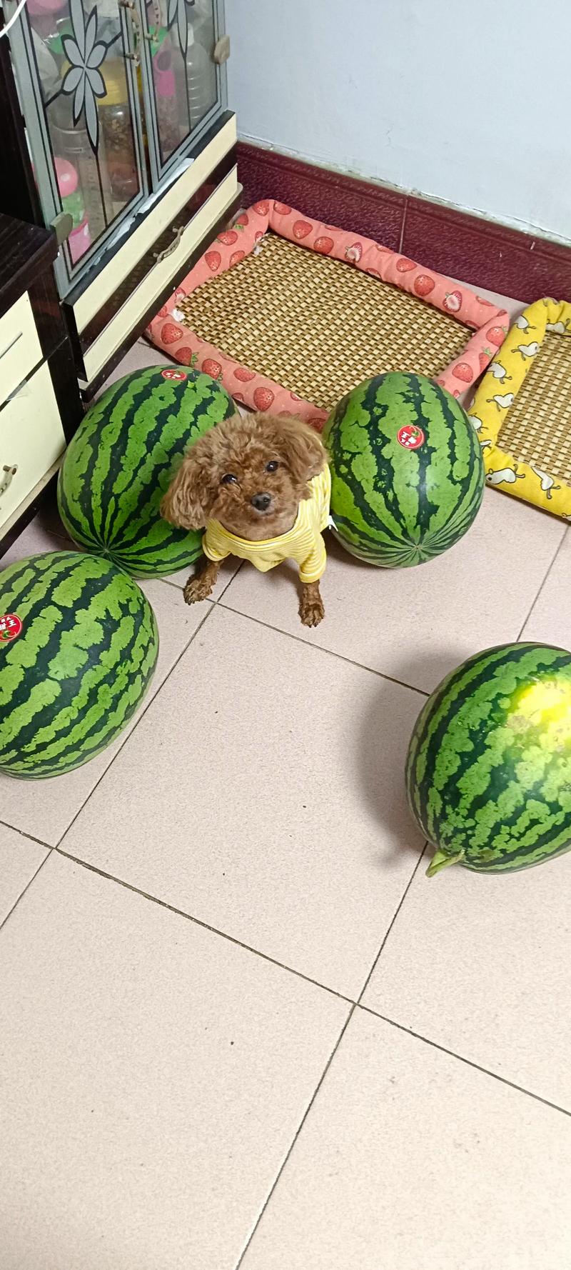 三个月的泰迪能吃什么水果