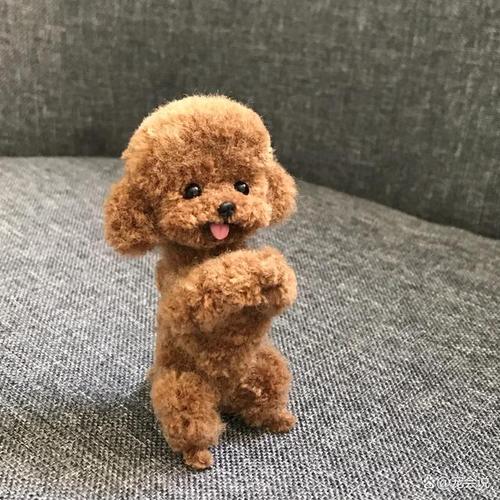 泰迪狗能吃西瓜吗