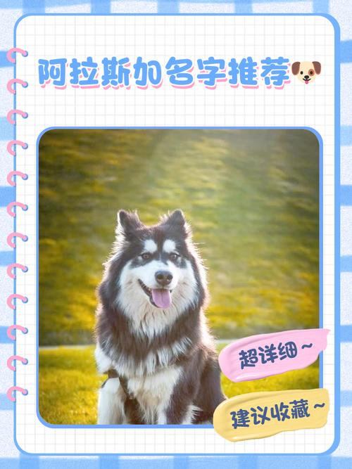 帮我家阿拉斯加取个名字