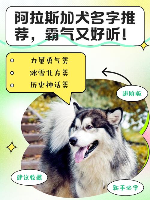 狗狗阿拉斯加的名字