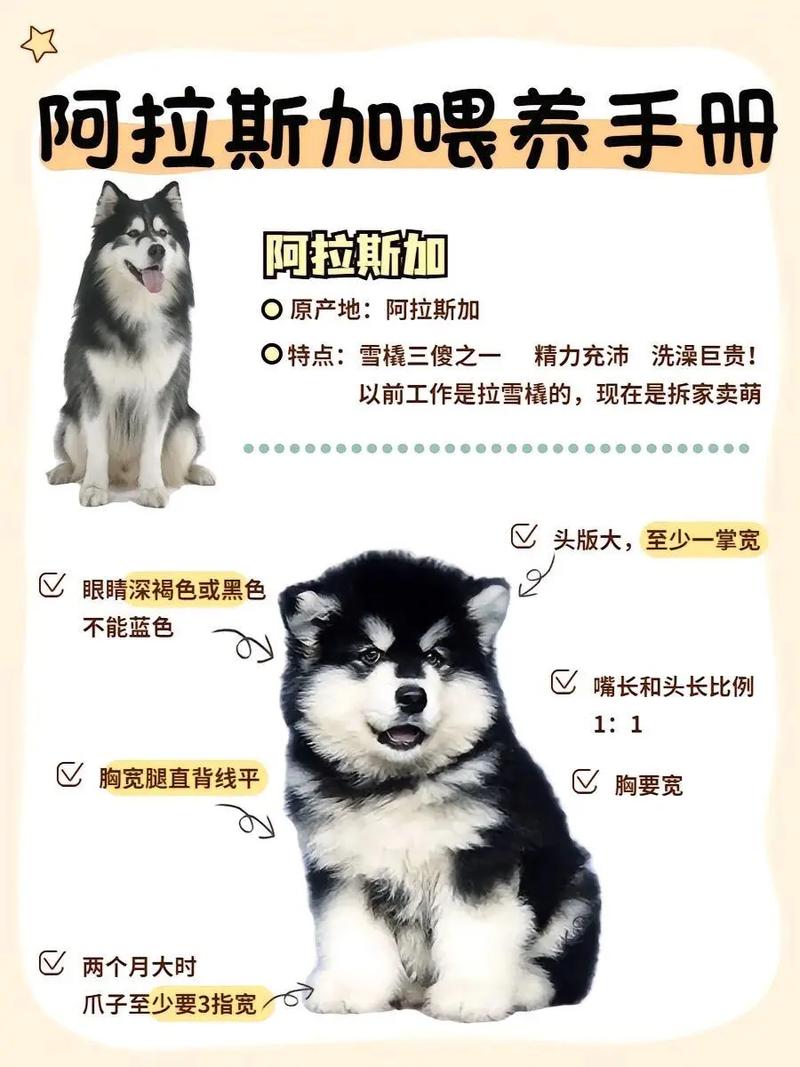 阿拉斯加起什么名字最招财