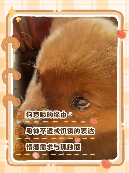 狗狗发出委屈的嘤嘤声代表什么