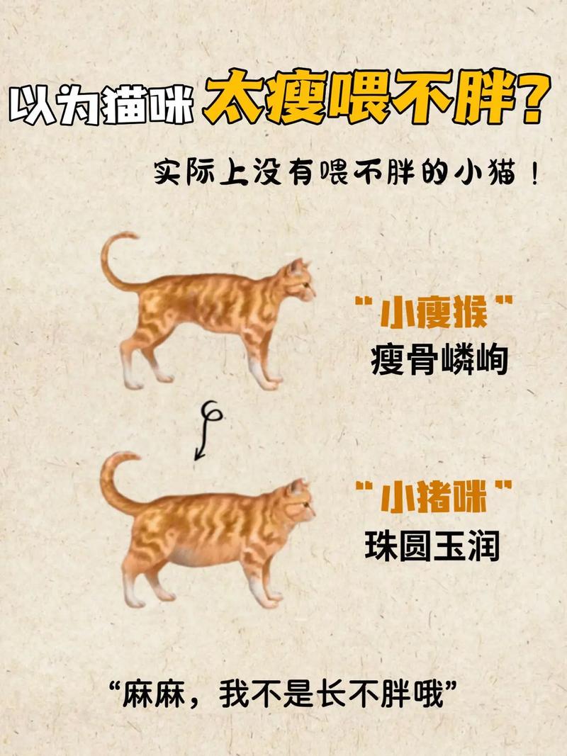 猫咪太瘦怎么能让它胖点-为什么猫咪长不胖