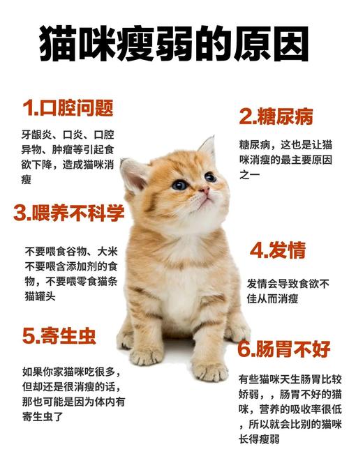 猫咪快速增肥的方法
