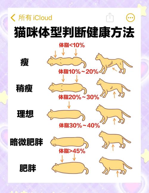 猫咪太瘦了怎么增肥