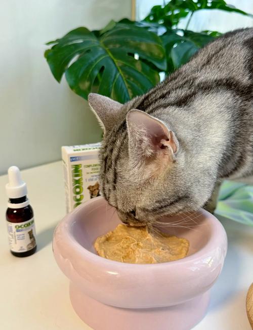 猫咪的胸骨突出(猫胸部骨头突出)