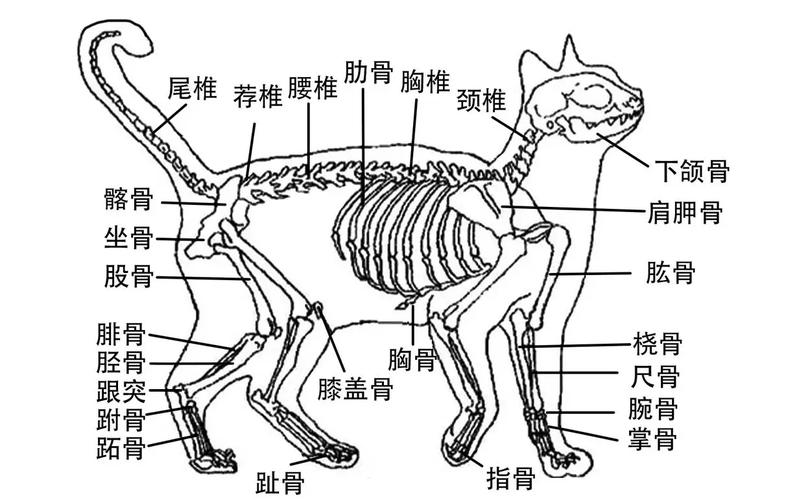 小猫脖子下面胸口上面一根骨头突出怎么回事