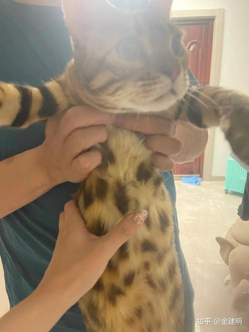 猫咪腹部骨头凸起会对其健康造成哪些影响?