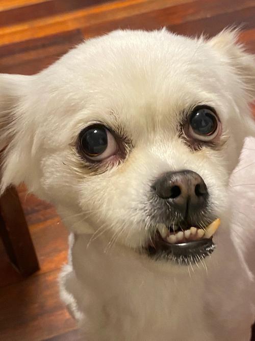 狗狗地包天有什么影响?