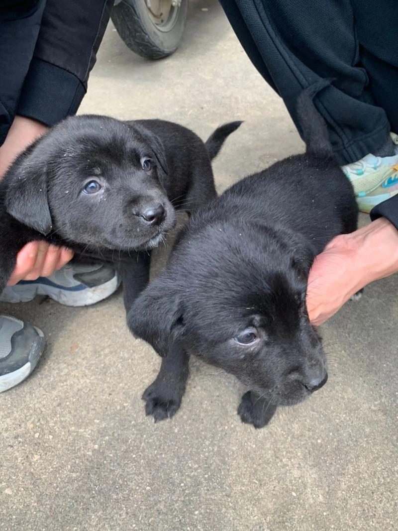 狗狗地包天会越来越厉害吗