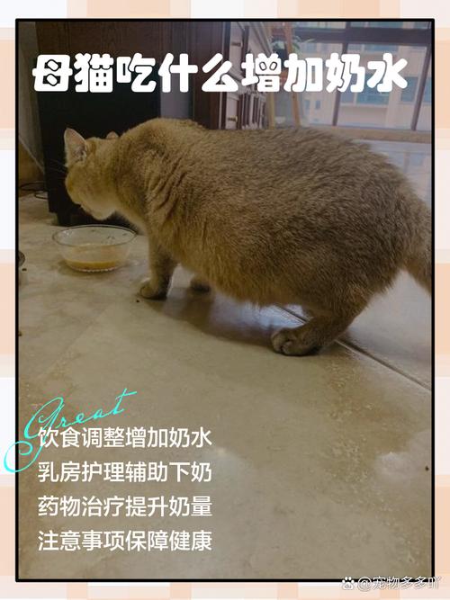 猫咪下崽吃什么奶水多