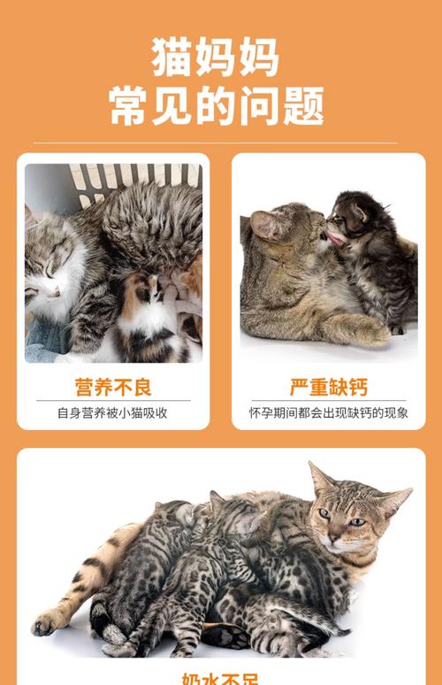 哺乳期的猫能不能吃猫条