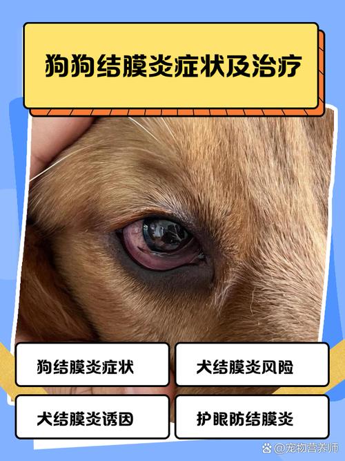 狗狗结膜炎怎么治疗