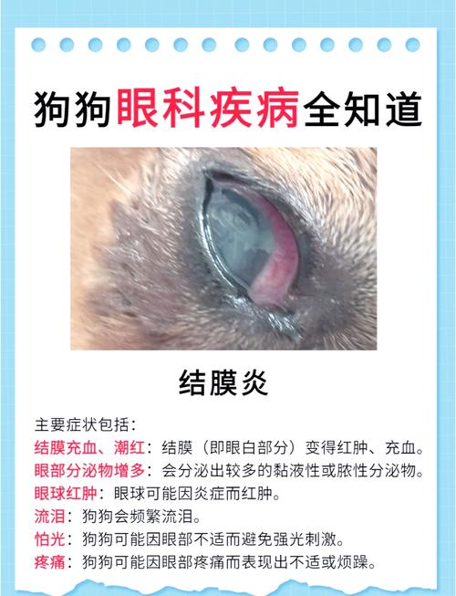狗狗结膜炎用什么药