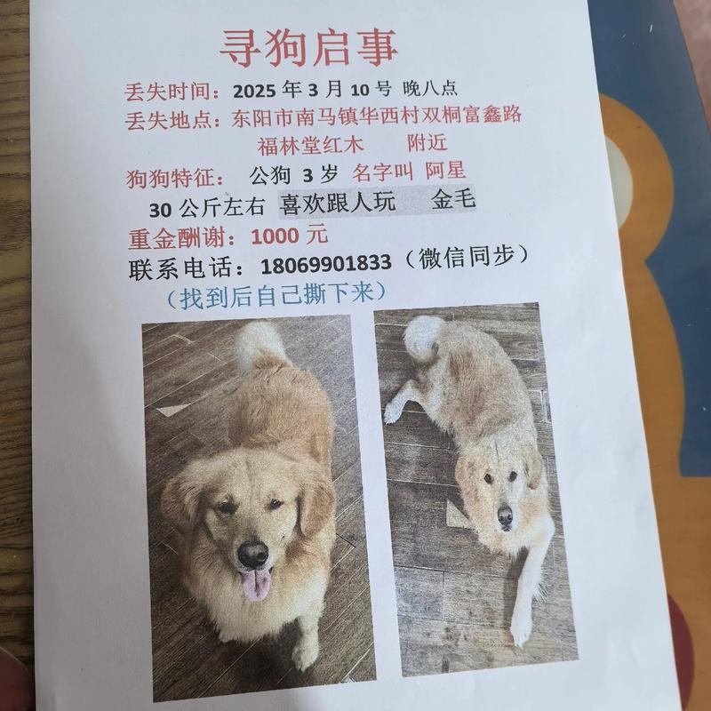 我想领养一只小狗,去哪里领养?需要办理什么手续吗?