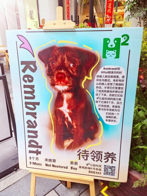 领养宠物狗免费的地方在哪里