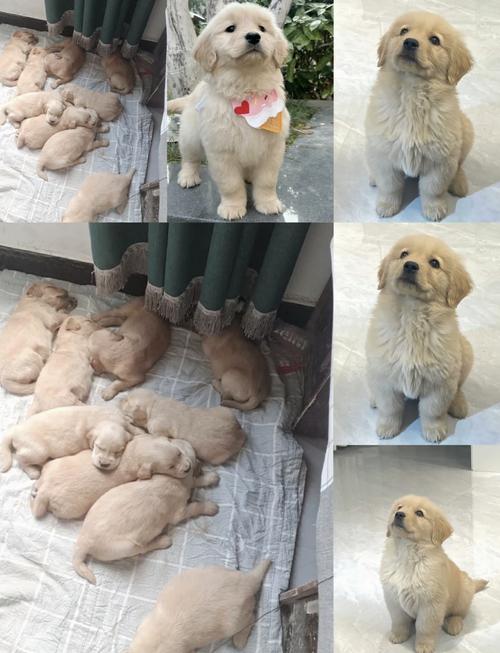 免费领养狗狗,在哪可以领养