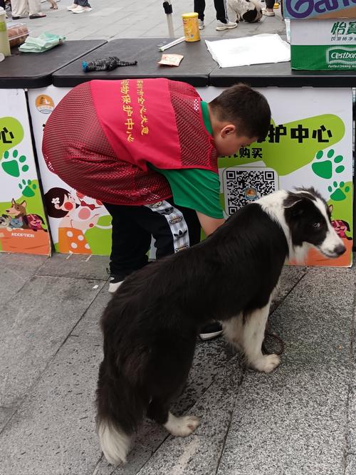 什么地方可以免费领养狗狗?