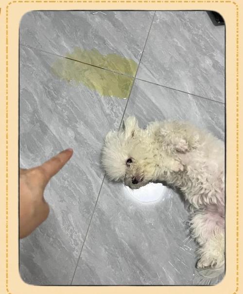 狗狗得了尿结石怎么办?