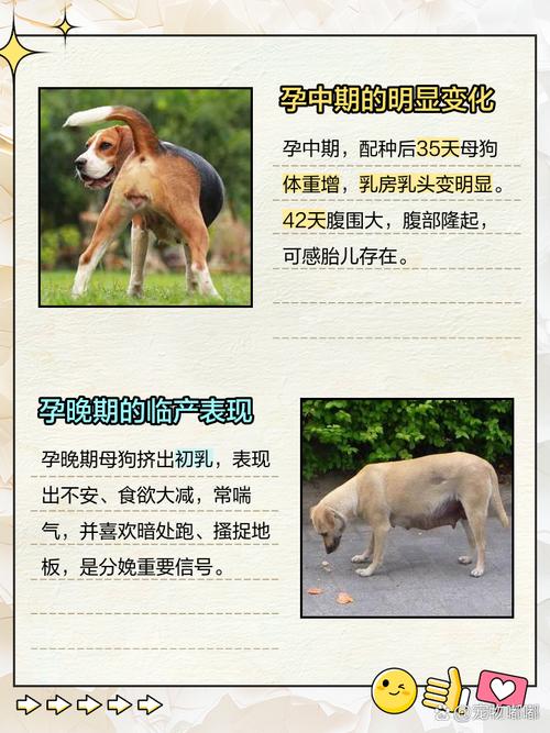 狗狗什么时候会怀孕