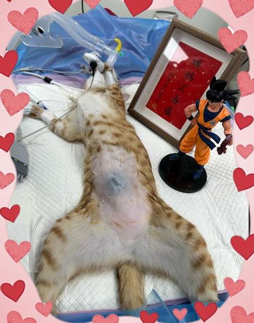 母猫绝育术后怎么护理?多久恢复?