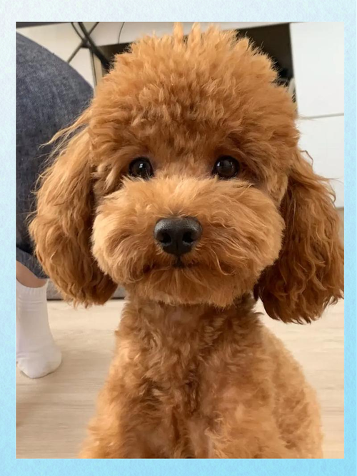 狗感冒了可以驱虫药吗