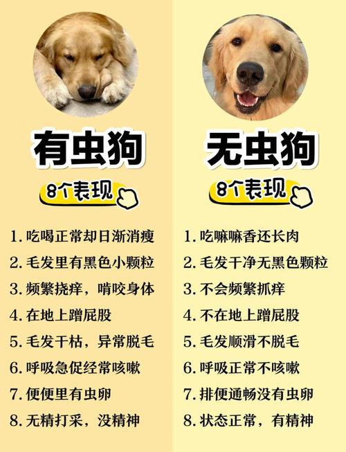 狗狗感冒为什么不能驱虫