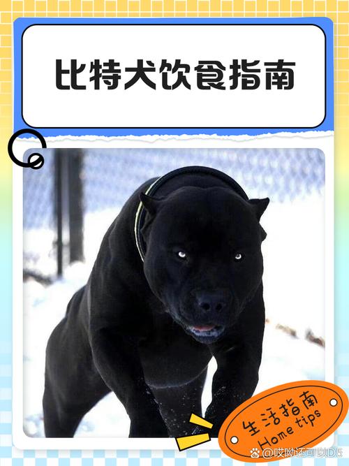 比特犬的饮食应该如何搭配才能营养均衡?