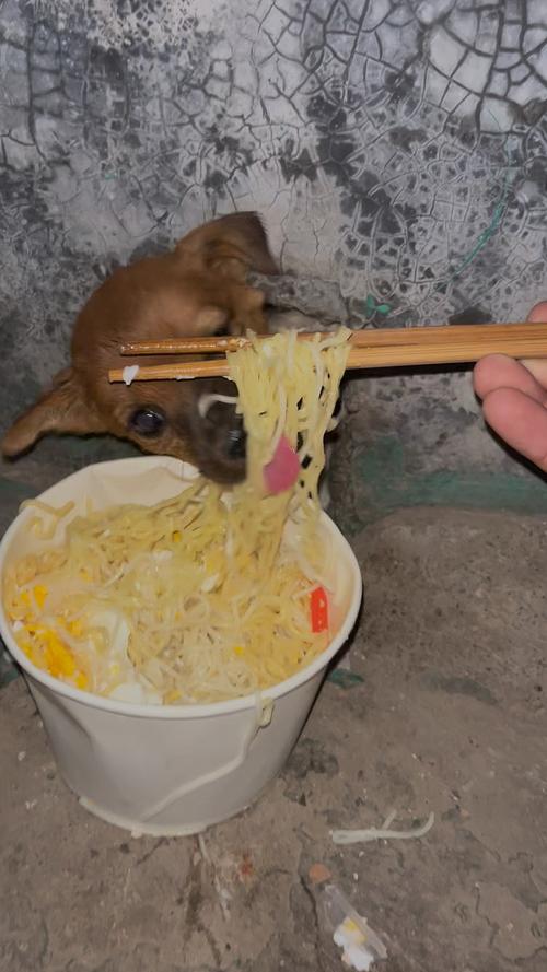 狗狗为什么不吃清水挂面