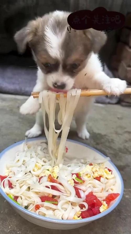 我买了快2个月的普通小狗,不要让它太挑食了,应该让它吃些什么?