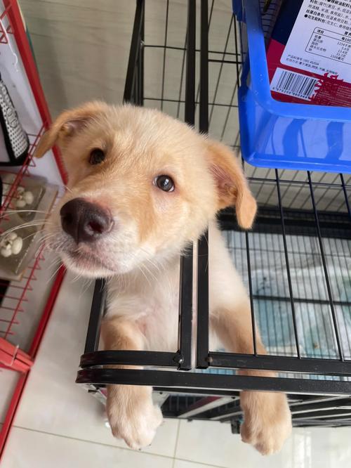 三个月大的土狗可以吃挂面汤吗?