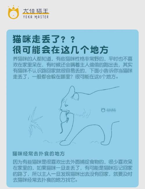 家里养的蓝猫跑出去怎么找