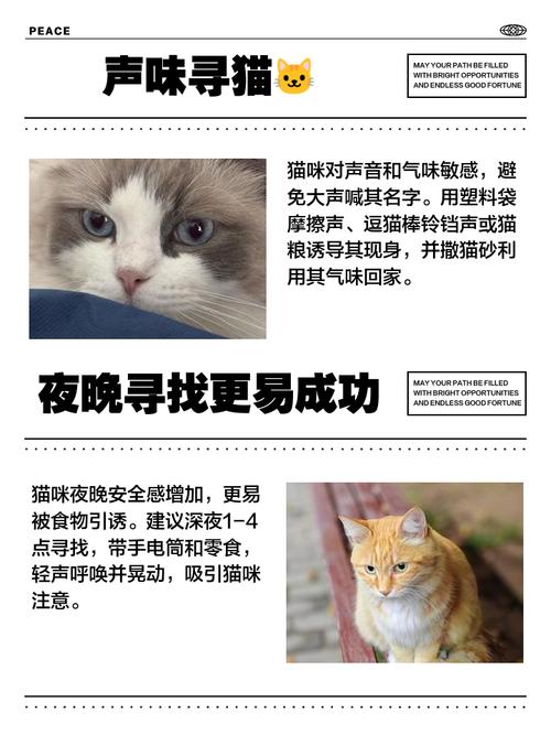 猫丢了如何快速找回