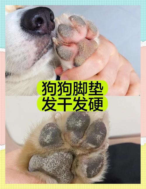 狗狗发烧小妙招,狗狗发烧怎么办