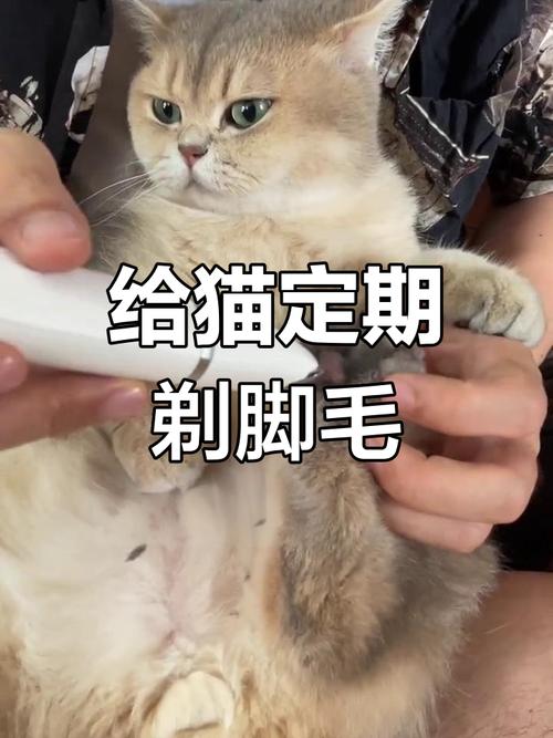 猫咪脚毛怎么修剪