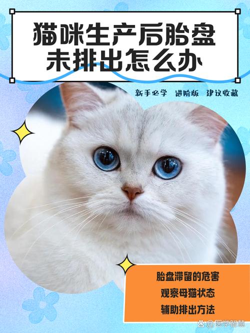 母猫胎盘没出来怎么办