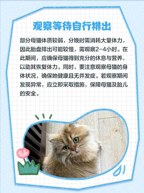 猫的胎盘可以帮忙拉出来吗