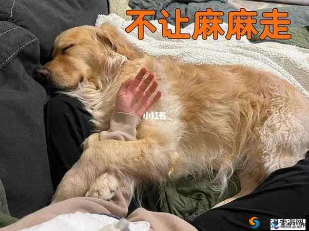 狗狗如果吃东西卡住了怎么办
