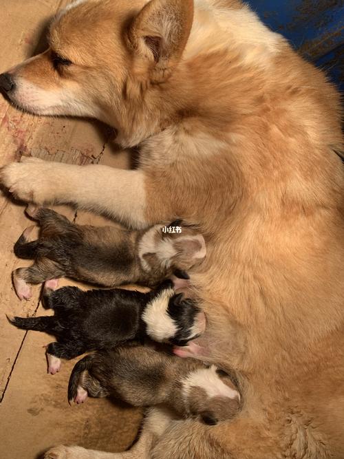 小狗卡在产道拽不出来