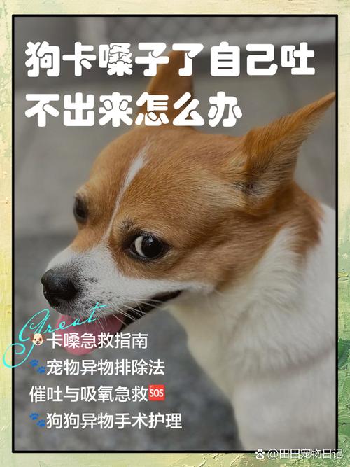 我家狗狗卡在我身上怎么办