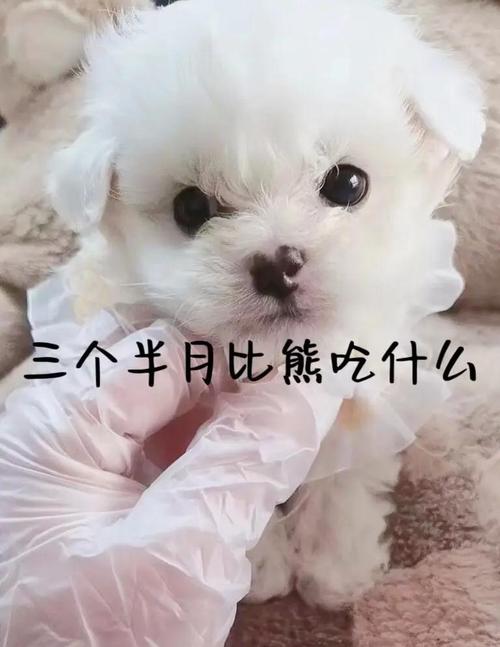 狗狗吃什么肉比较好最健康