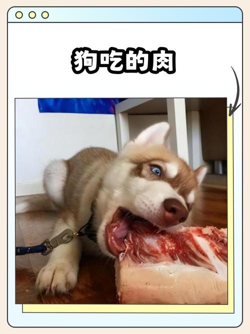 为什么不建议狗狗吃猪瘦肉