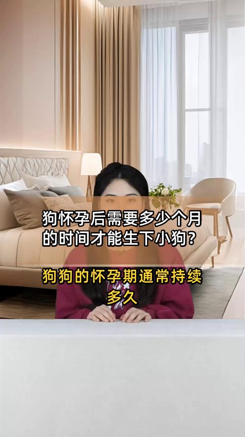 狗狗怀孕后多久才生小狗??