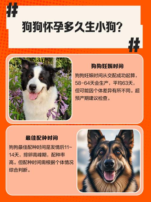 一般狗狗怀孕多少天生产