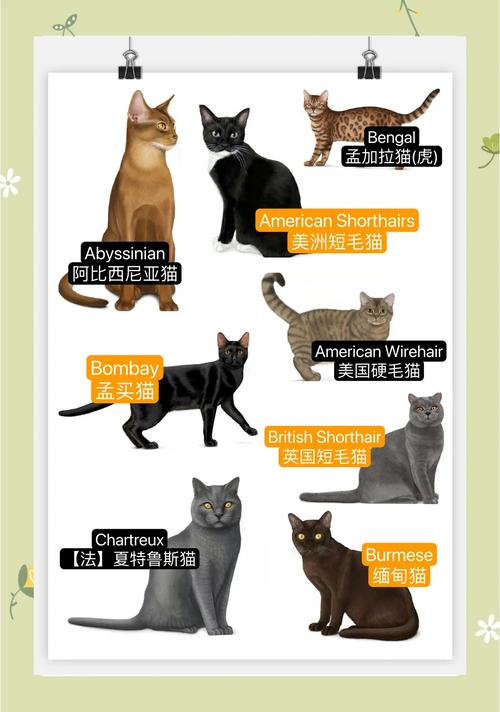 公猫好听稀少的名字