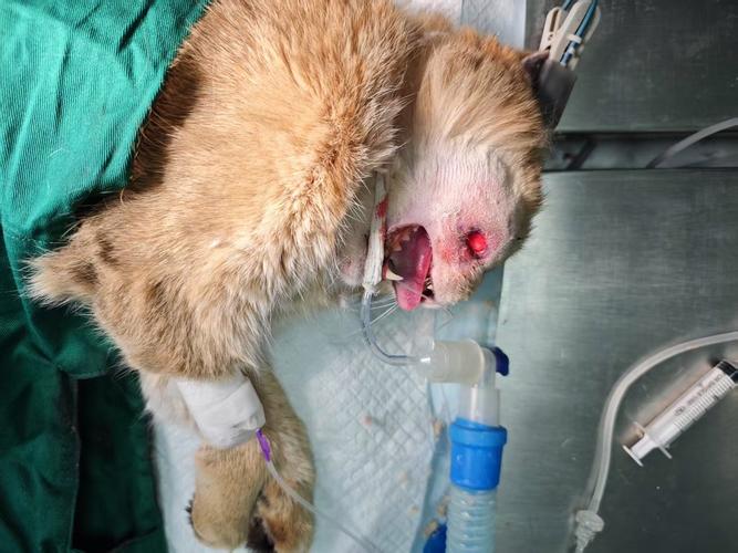 猫咪脸肿了怎么回事