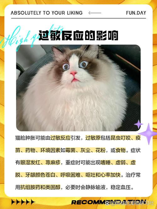 猫脸莫名其妙肿了一边